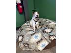 Adopt Colby a Jack Russell Terrier