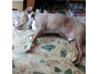 Adopt Boog a Pit Bull Terrier