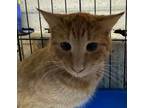 Adopt Butterscotch a Manx