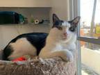 Adopt Patio a Domestic Short Hair