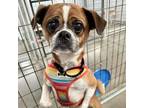 Adopt Brock a Puggle