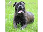 Adopt Dudley a Cane Corso