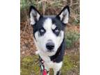 Adopt Kodiak a Siberian Husky