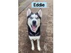 Adopt Eddie a Siberian Husky