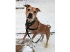 Adopt Lucky a Mixed Breed