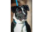 Adopt Booster/Dion a Pit Bull Terrier