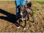 Adopt Tank a Labrador Retriever