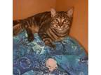 Adopt Chewy a Domestic Short Hair