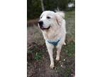 Adopt Pelforth Joie fka PJ SAT a Great Pyrenees