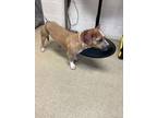 Adopt Chuy a Pit Bull Terrier, Mixed Breed