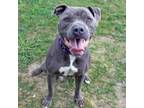 Adopt Baloo a Staffordshire Bull Terrier, Mixed Breed