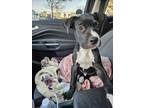 Adopt CLYDE a American Staffordshire Terrier