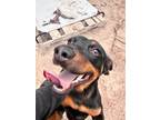 Adopt Mike Jones a Miniature Pinscher