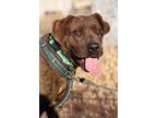 Adopt Rosco a Bull Terrier, Staffordshire Bull Terrier