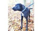Adopt Jarvis Turn Key Lab Mix Beautifully Behaved No leash needed!