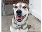 Adopt Murphy a Siberian Husky, Mixed Breed