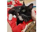 Adopt Blackie a Domestic Medium Hair