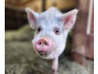 Adopt Oogie a Pig