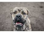 Adopt Gus a Mastiff