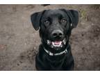 Adopt Garth a Black Labrador Retriever