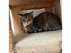 Adopt Herschelcann22 a Domestic Short Hair