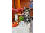 Adopt KB a Tabby