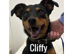 Adopt Cliffy a Manchester Terrier