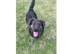 Adopt Casey a German Shepherd Dog