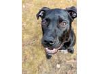 Adopt Donatello a Labrador Retriever, American Staffordshire Terrier