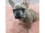 French Bulldog Puppy for sale in Lagrange, GA, USA