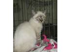 Adopt Fred a Siamese