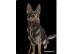 Adopt Baloo a German Shepherd Dog, Belgian Shepherd / Malinois