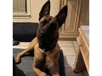 Adopt Ranger AC a Belgian Shepherd / Malinois, German Shepherd Dog