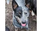 Adopt Bubba a Cattle Dog