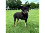 Adopt Faith a Australian Kelpie