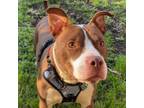 Adopt Radar a Pit Bull Terrier