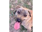 Adopt Zachariah a Mountain Cur