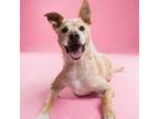 Adopt Biscuit a Terrier