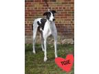 Adopt Longmire a Greyhound