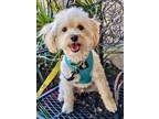 Adopt Benzy-goes with Mixie a Poodle