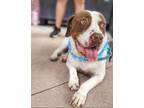 Adopt Baker a Pit Bull Terrier