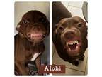 Adopt Alohi a Chocolate Labrador Retriever