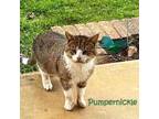 Adopt Pumpernickel a Tabby, Domestic Short Hair