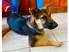 Adopt Apollo a German Shepherd Dog
