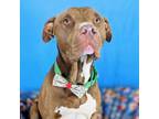 Adopt Windstar a Pit Bull Terrier, Mixed Breed
