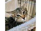 Adopt Stimpy a Domestic Short Hair