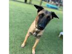 Adopt Hutch a Belgian Shepherd / Malinois