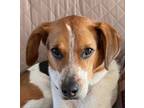Adopt Wasabi a Beagle