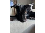 Adopt Bruno Mars is here!!! a Black Labrador Retriever, Doberman Pinscher