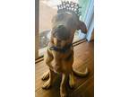 Adopt Rocky a German Shepherd Dog, Mixed Breed